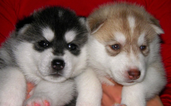 シベリアン ハスキー Siberian Husky ブリーダー 子犬 販売 シルバー レッド ブラック &ホワイト 東京 Karnovanda カルノバンダ